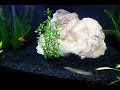 ESTE É NOSSO PRIMEIRO AQUÁRIO COM PLANTAS NATURAIS - 60X40X35 - 80 LITROS - 