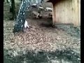 22112008(001).mp4