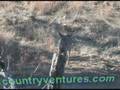 videos de Coues Deer Down!