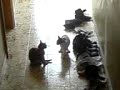 Cat fight