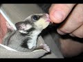 gaius-the-sugar-glider-the-first-seven-weeks-.html