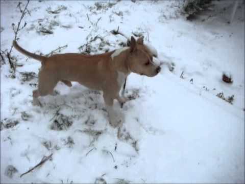 amstaff
