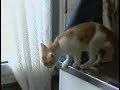 Katze im Mülleimer Katze im Mülleimer