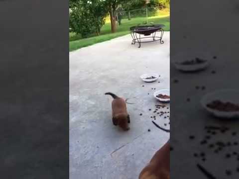 MINIATURE LONG HAIRED DACHSHUND