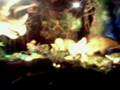 MOV0331A.3gp