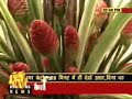 Indian floriculture Industry - Cut Flowers Exports from India Indian floriculture Industry - Cut Flowers Exports from India