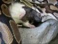 videos de Ball Python Feeding