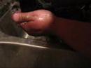 Gizmo a Lhasa Apso getting bathed Gizmo a Lhasa Apso getting bathed