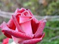 CELE MA FRUMOASE FLORI CELE MA FRUMOASE FLORI