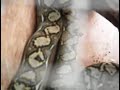 Phyton snake