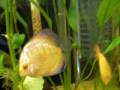 Aquário plantado peixes água ácida. 