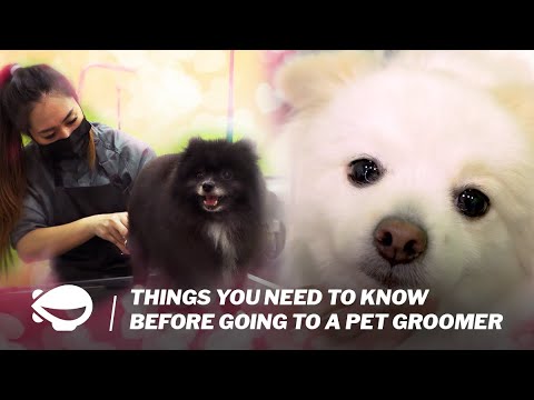 Things you NEED to know before going to a pet groomer