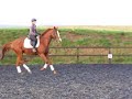 Monty Ex Racehorse For Sale