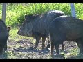 Javelina 2008