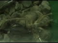Baby Camel Spider vs Giant Cricket