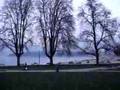 videos de tree trio