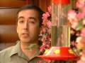 videos de When Hummingbirds Attack