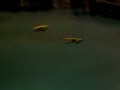 These are two balsa models, one built as a Royal Canadian Air Cadet towplane, the other a glider.  They are flying on a system called 