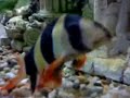 Gold Fish living in tank with Clown Loach   [  November 2009  ]