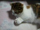 マンチカン8