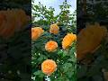 YELLOW ROSES, BEAUTIFUL FLOWERS IN THE WORLD ..