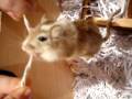 videos de alfie the amazing string-eating gerbil!