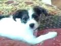 Jackapoo or Jackadoodle Desinger Puppy Gracie Jackapoo or Jackadoodle Desinger Puppy Gracie