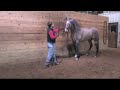 Beautiful Andalusian Stallion, Devante in training with Tommie Turvey