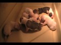 Zeek and Oreo pups 2 weeks old 112909.wmv