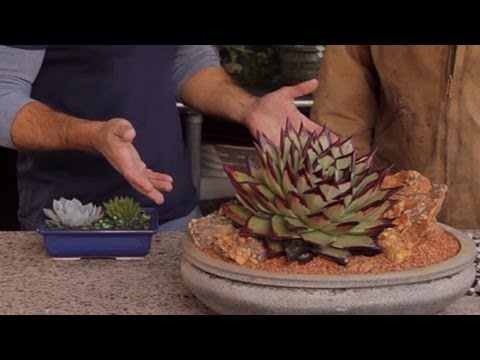 How to Make a Succulent Centerpiece (2.1)