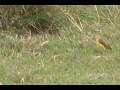 videos de Cattle Tyrant, Sirirí Bueyero (Machetornis rixosa)