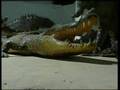 creationist museum