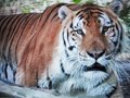 TJ the AQUATIC TIGER!