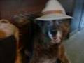 Celebration of Sheba, Dog of Music