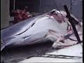 Whale killing in Iceland