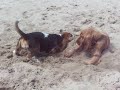 Hondjes aan zee