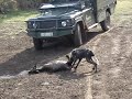 Wild Dog and Antelope - Part 1