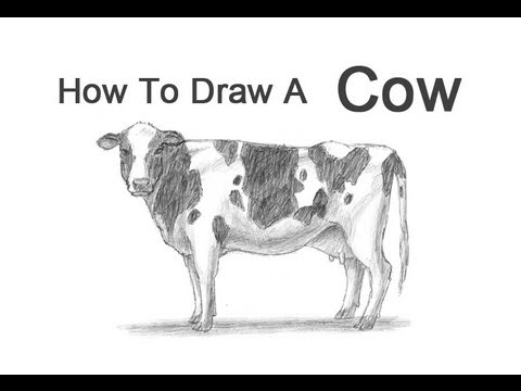 how to draw cow