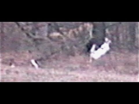WILD WHITE BUCK LEAPS THROUGH A ...