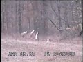 WILD WHITE BUCK LEAPS THROUGH A FOREST/Slow & Regular Motion WILD WHITE BUCK LEAPS THROUGH A FOREST/Slow & Regular Motion