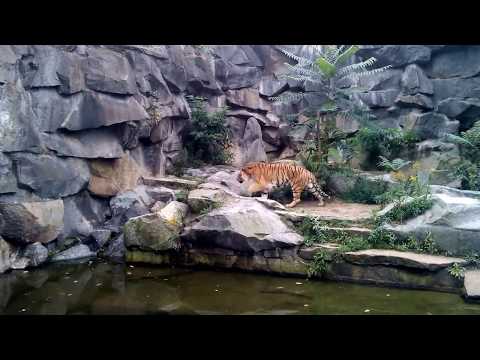 Sibirischer Tiger - Tierpark Berlin - September 2017 - ...
