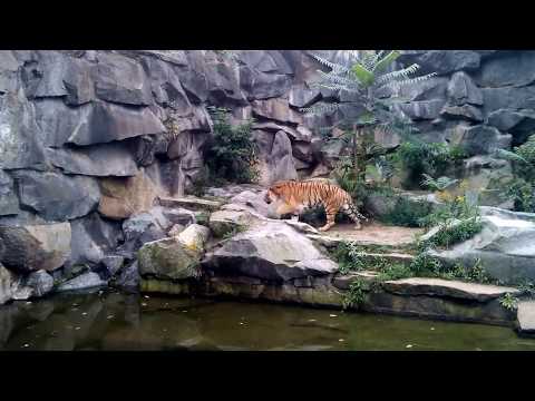 Sibirischer Tiger - Tierpark Berlin - September 2017 -  ...