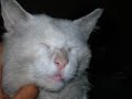 mi gato pechan mi gato pechan