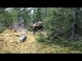 Elg jager hund Elg jager hund