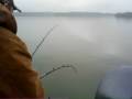 Big Blue Catfish Big Blue Catfish