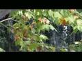 acqua d'autunno