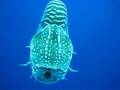 videos de More Nautilus