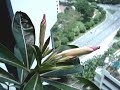 Homegrown Fukui plant and six flower buds Homegrown Fukui plant and six flower buds