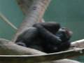 videos de Monkey Likes His Dingleberries!