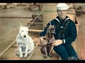 WE LOVE AMSTAFF PITBULL, TERRIERS TYPE BULL, MOLOSSES WE LOVE AMSTAFF PITBULL, TERRIERS TYPE BULL, MOLOSSES